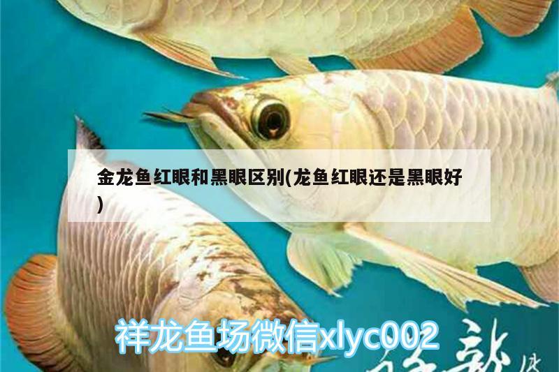 金龍魚紅眼和黑眼區(qū)別(龍魚紅眼還是黑眼好) 蘇虎