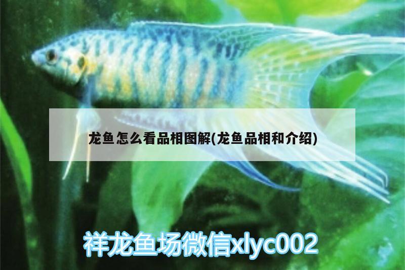 龍魚怎么看品相圖解(龍魚品相和介紹) 黃吉金龍（白子金龍魚）