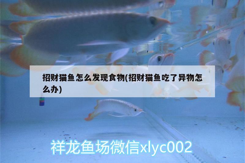 招財(cái)貓魚怎么發(fā)現(xiàn)食物(招財(cái)貓魚吃了異物怎么辦)