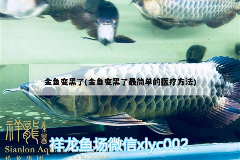 金魚變黑了(金魚變黑了最簡單的醫(yī)療方法)