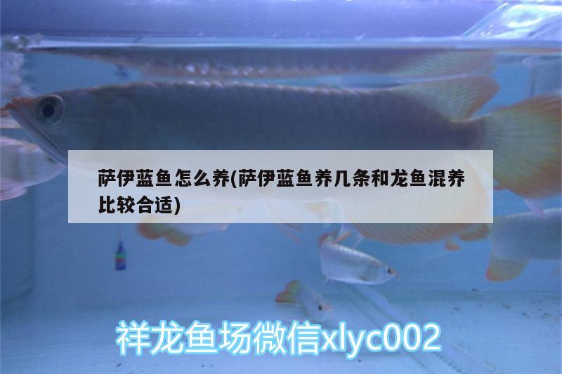 薩伊藍(lán)魚怎么養(yǎng)(薩伊藍(lán)魚養(yǎng)幾條和龍魚混養(yǎng)比較合適) 薩伊藍(lán)魚