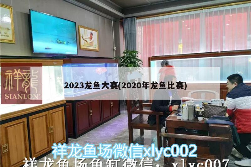 2023龍魚大賽(2020年龍魚比賽) 元寶鯽