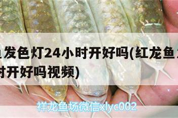 紅龍魚(yú)發(fā)色燈24小時(shí)開(kāi)好嗎(紅龍魚(yú)發(fā)色燈24小時(shí)開(kāi)好嗎視頻)