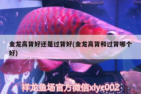 金龍高背好還是過背好(金龍高背和過背哪個好) 魚缸等水族設(shè)備