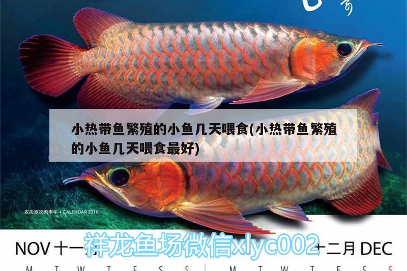 小熱帶魚(yú)繁殖的小魚(yú)幾天喂食(小熱帶魚(yú)繁殖的小魚(yú)幾天喂食最好) 肺魚(yú)