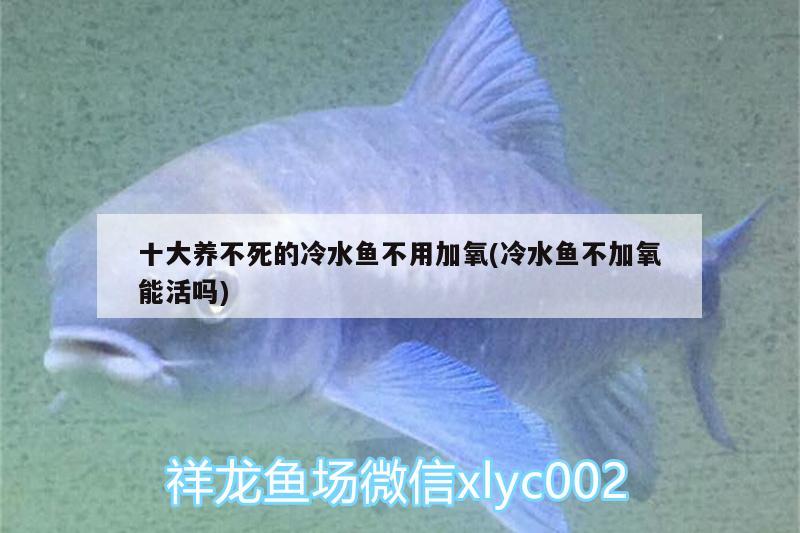 十大養(yǎng)不死的冷水魚不用加氧(冷水魚不加氧能活嗎) 紅尾平克魚