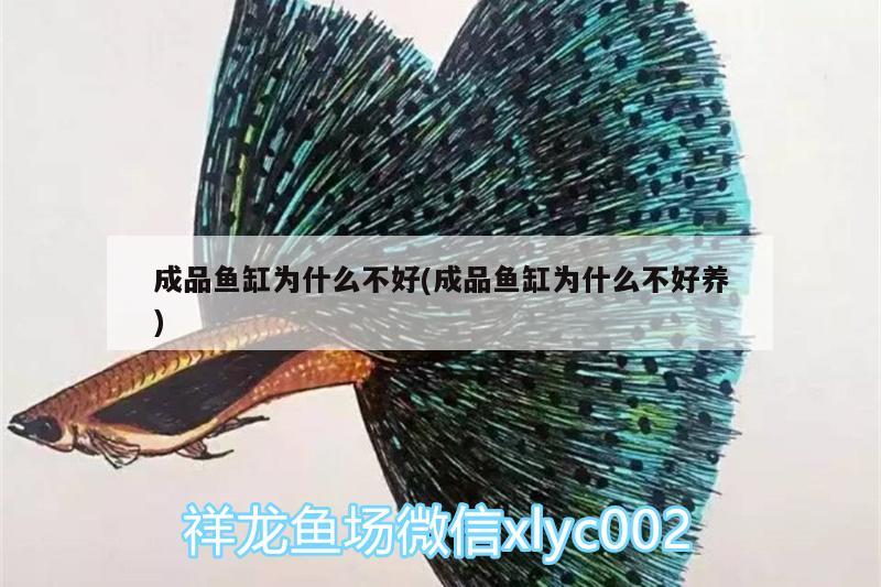 成品魚(yú)缸為什么不好(成品魚(yú)缸為什么不好養(yǎng))