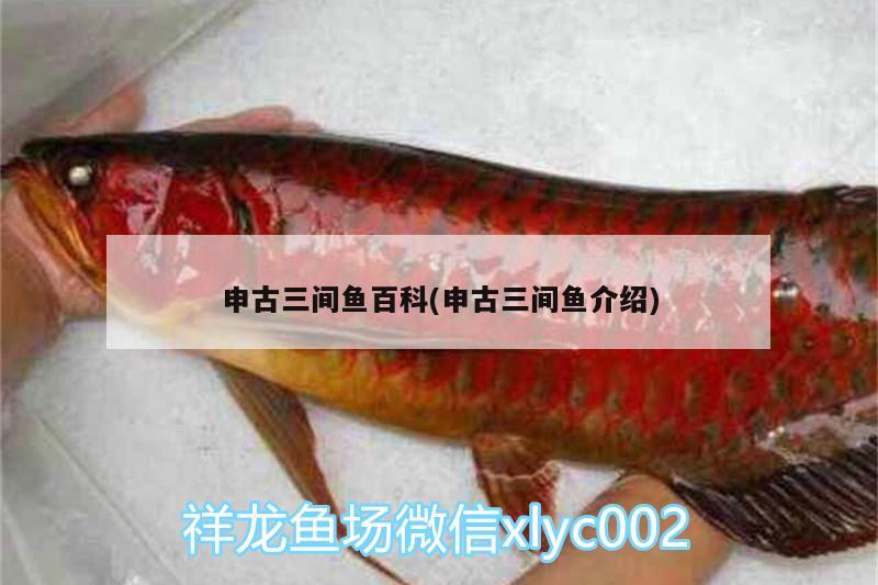 申古三間魚百科(申古三間魚介紹)