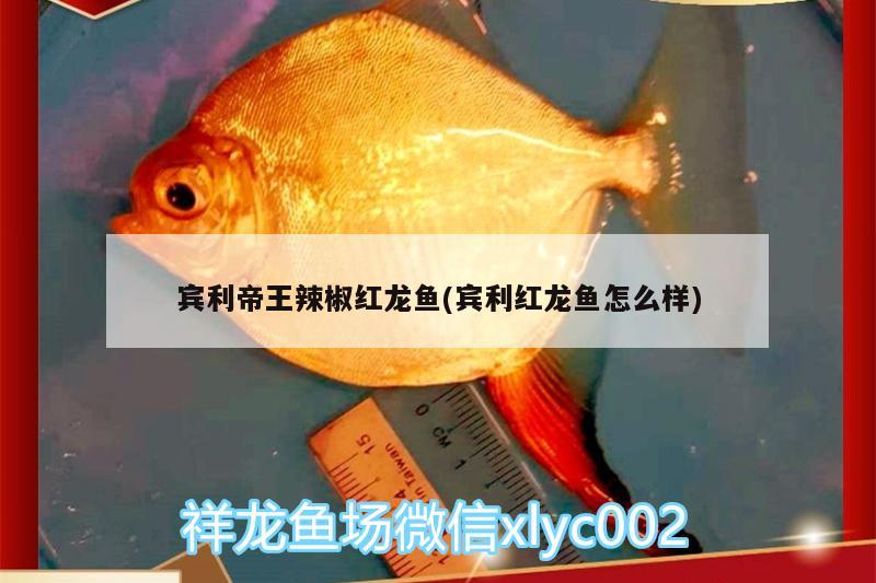 賓利帝王辣椒紅龍魚(賓利紅龍魚怎么樣)