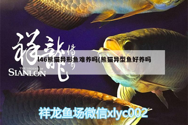 l46熊貓異形魚難養(yǎng)嗎(熊貓異型魚好養(yǎng)嗎)