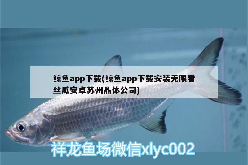 鯨魚app下載(鯨魚app下載安裝無限看絲瓜安卓蘇州晶體公司) 黃金達摩魚