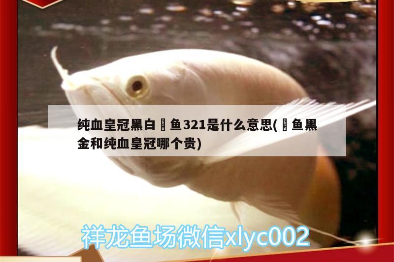 純血皇冠黑白魟魚321是什么意思(魟魚黑金和純血皇冠哪個(gè)貴) 純血皇冠黑白魟魚