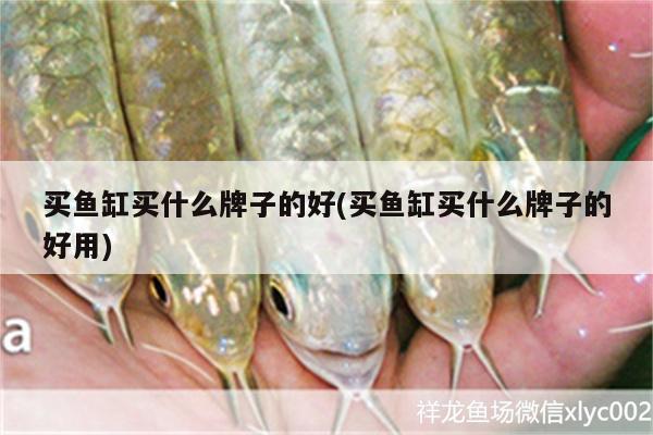 買魚缸買什么牌子的好(買魚缸買什么牌子的好用)