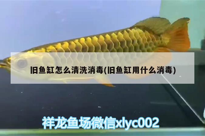 舊魚缸怎么清洗消毒(舊魚缸用什么消毒)