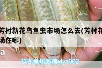 廣州芳村新花鳥魚蟲市場怎么去(芳村花鳥魚蟲市場在哪) 觀賞龜/鱉飼料