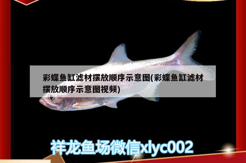 彩蝶魚缸濾材擺放順序示意圖(彩蝶魚缸濾材擺放順序示意圖視頻) BD魟魚