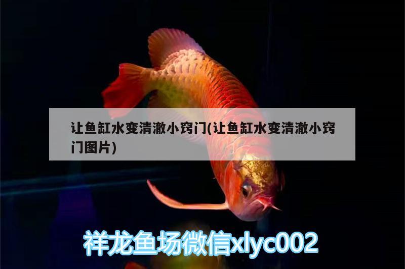 讓魚缸水變清澈小竅門(讓魚缸水變清澈小竅門圖片)