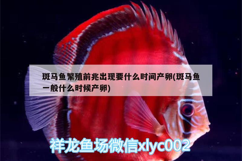 斑馬魚繁殖前兆出現(xiàn)要什么時(shí)間產(chǎn)卵(斑馬魚一般什么時(shí)候產(chǎn)卵) 月光鴨嘴魚