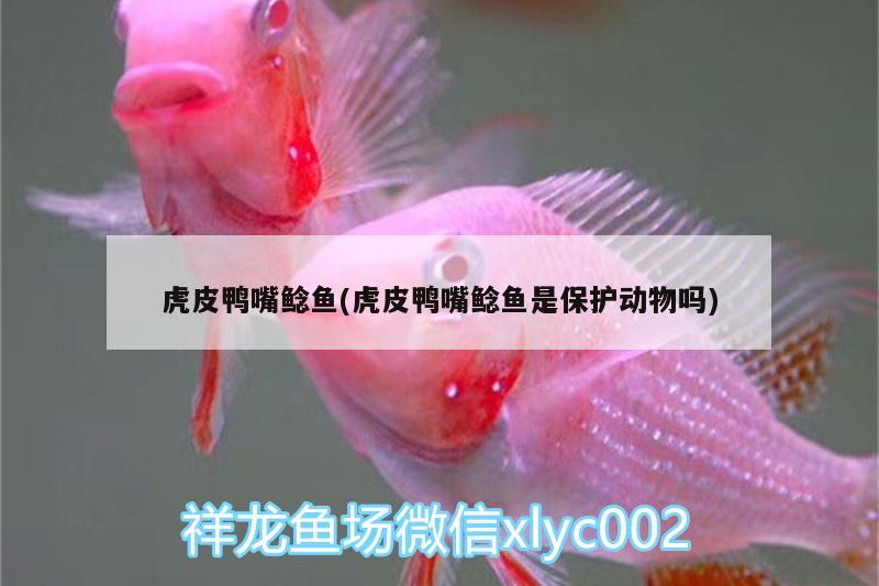 虎皮鴨嘴鯰魚(虎皮鴨嘴鯰魚是保護(hù)動物嗎) 過背金龍魚