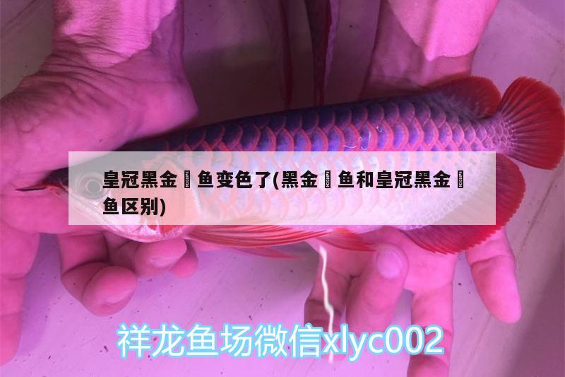 皇冠黑金魟魚變色了(黑金魟魚和皇冠黑金魟魚區(qū)別)