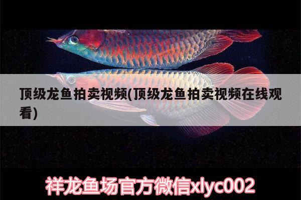 頂級龍魚拍賣視頻(頂級龍魚拍賣視頻在線觀看) 埃及神仙魚