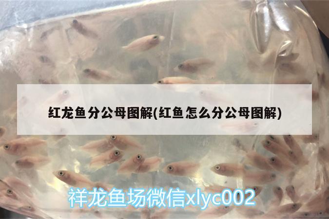 紅龍魚分公母圖解(紅魚怎么分公母圖解)