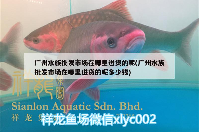 廣州水族批發(fā)市場(chǎng)在哪里進(jìn)貨的呢(廣州水族批發(fā)市場(chǎng)在哪里進(jìn)貨的呢多少錢)