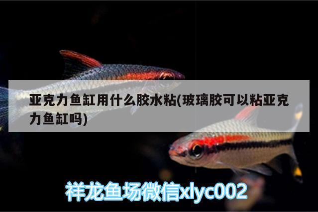 亞克力魚(yú)缸用什么膠水粘(玻璃膠可以粘亞克力魚(yú)缸嗎) 祥龍龍魚(yú)專用水族燈