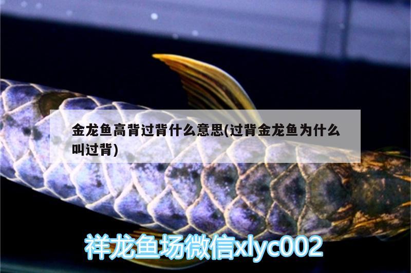 金龍魚高背過背什么意思(過背金龍魚為什么叫過背)