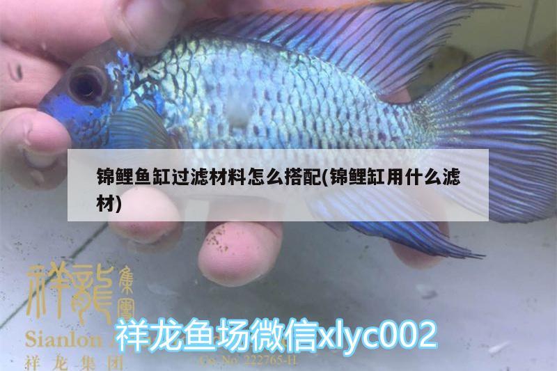 錦鯉魚缸過濾材料怎么搭配(錦鯉缸用什么濾材) 恐龍王魚