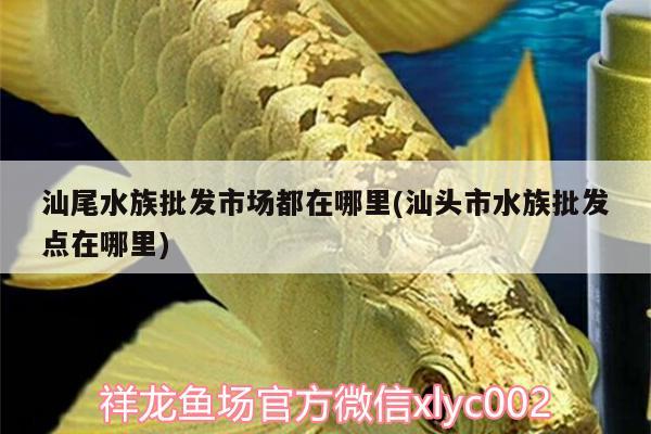 汕尾水族批發(fā)市場(chǎng)都在哪里(汕頭市水族批發(fā)點(diǎn)在哪里)