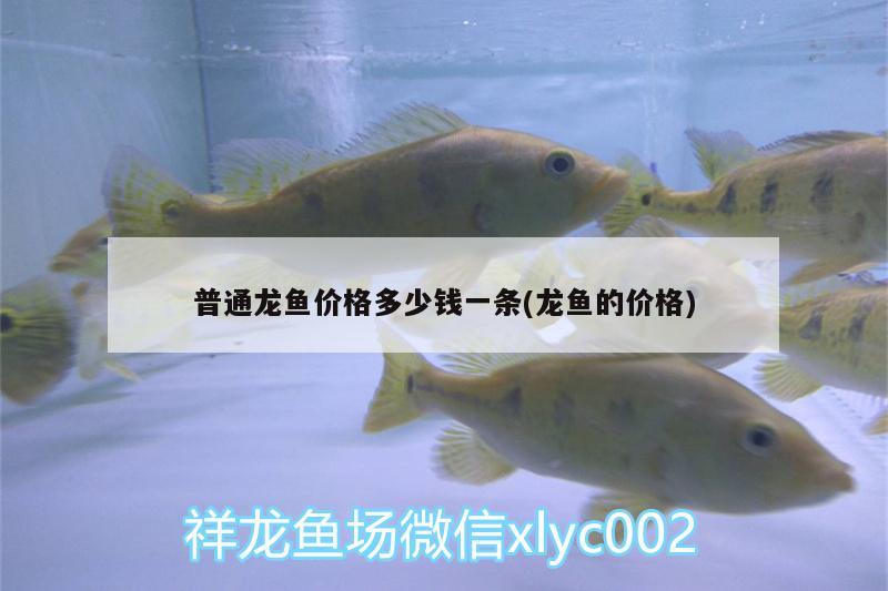 普通龍魚價格多少錢一條(龍魚的價格)