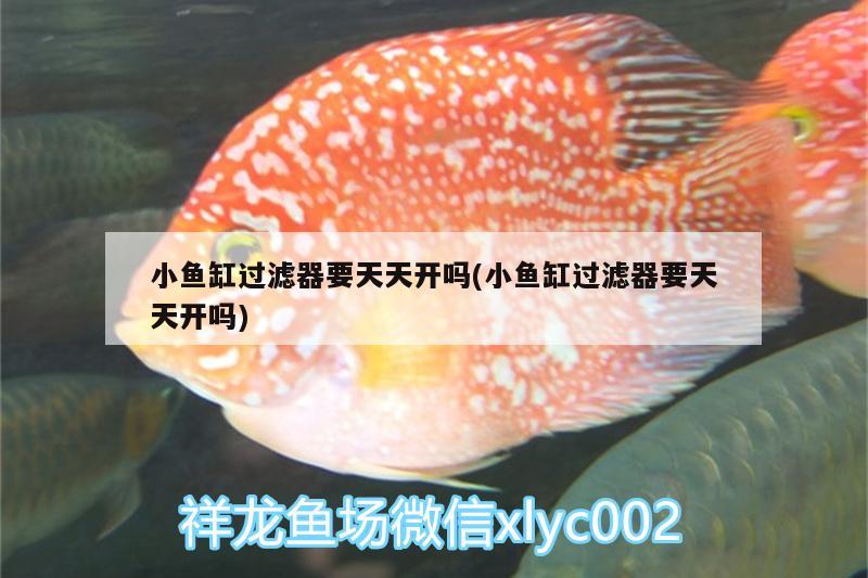 小魚缸過濾器要天天開嗎(小魚缸過濾器要天天開嗎) 元寶鳳凰魚