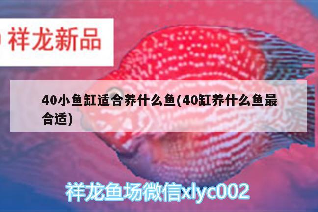 40小魚(yú)缸適合養(yǎng)什么魚(yú)(40缸養(yǎng)什么魚(yú)最合適) 黃金貓魚(yú)