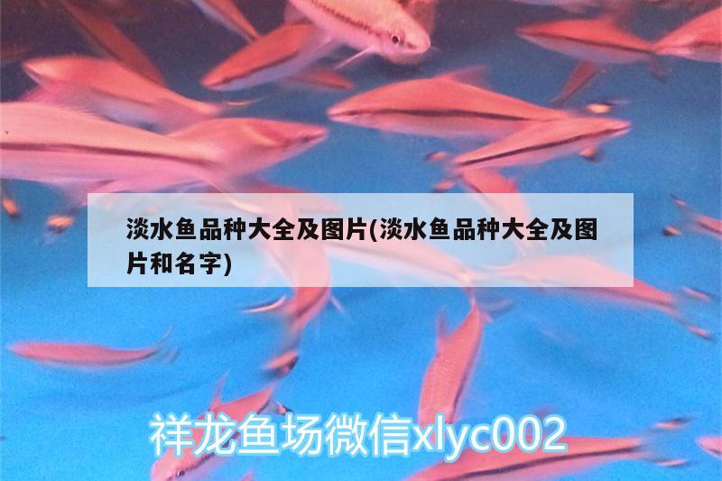 淡水魚品種大全及圖片(淡水魚品種大全及圖片和名字)