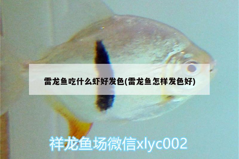 雷龍魚吃什么蝦好發(fā)色(雷龍魚怎樣發(fā)色好)