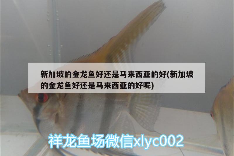 新加坡的金龍魚(yú)好還是馬來(lái)西亞的好(新加坡的金龍魚(yú)好還是馬來(lái)西亞的好呢)