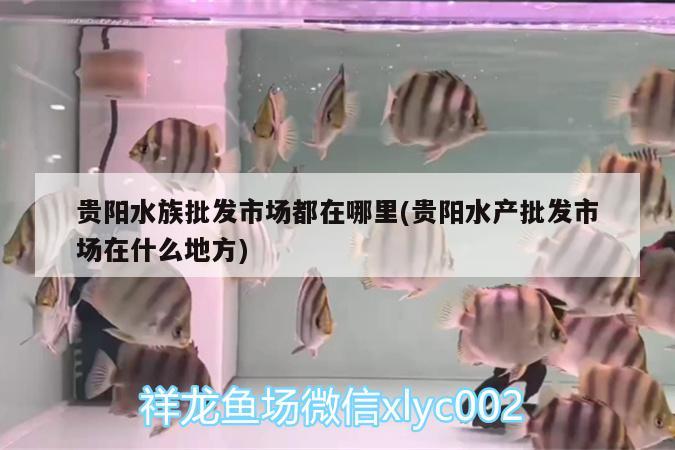 貴陽(yáng)水族批發(fā)市場(chǎng)都在哪里(貴陽(yáng)水產(chǎn)批發(fā)市場(chǎng)在什么地方) 觀賞魚(yú)水族批發(fā)市場(chǎng)