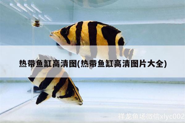 熱帶魚缸高清圖(熱帶魚缸高清圖片大全) 圖騰金龍魚