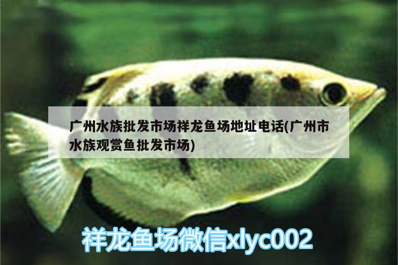 廣州水族批發(fā)市場祥龍魚場地址電話(廣州市水族觀賞魚批發(fā)市場) 觀賞魚批發(fā)