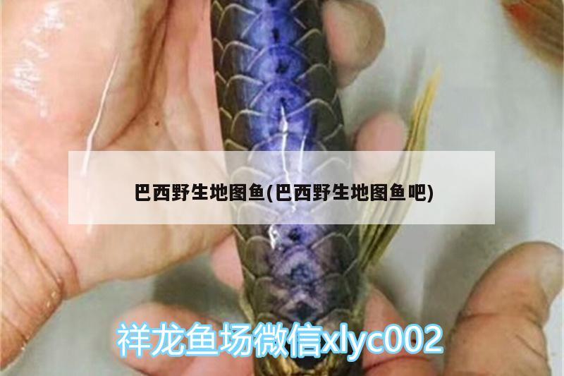 巴西野生地圖魚(巴西野生地圖魚吧) 野生地圖魚