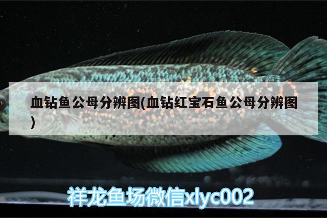 血鉆魚公母分辨圖(血鉆紅寶石魚公母分辨圖)