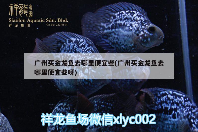 廣州買金龍魚去哪里便宜些(廣州買金龍魚去哪里便宜些呀) 大嘴鯨魚