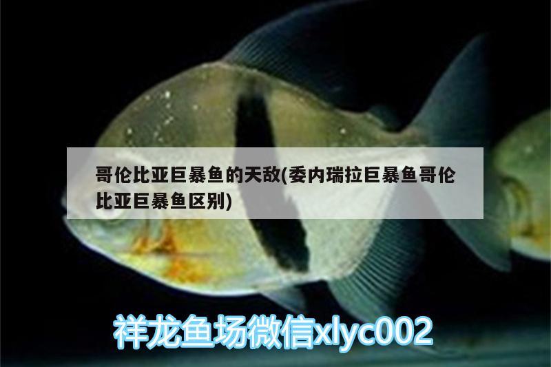 哥倫比亞巨暴魚(yú)的天敵(委內(nèi)瑞拉巨暴魚(yú)哥倫比亞巨暴魚(yú)區(qū)別)