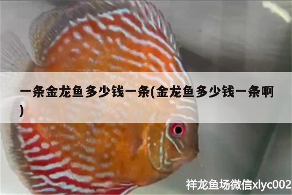 一條金龍魚多少錢一條(金龍魚多少錢一條啊)