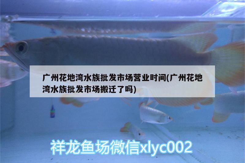 廣州花地灣水族批發(fā)市場營業(yè)時間(廣州花地灣水族批發(fā)市場搬遷了嗎) 觀賞魚水族批發(fā)市場