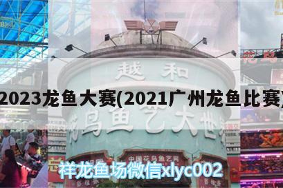 2023龍魚大賽(2021廣州龍魚比賽)