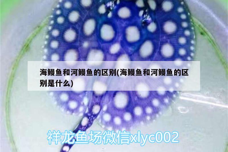 海鰻魚和河鰻魚的區(qū)別(海鰻魚和河鰻魚的區(qū)別是什么)