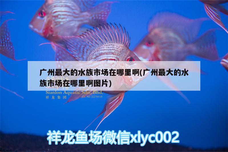 廣州最大的水族市場在哪里啊(廣州最大的水族市場在哪里啊圖片)