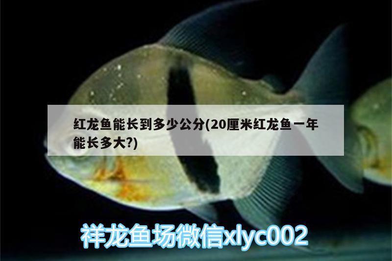 紅龍魚能長到多少公分(20厘米紅龍魚一年能長多大?) 過背金龍魚